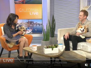 The Two Talking Corgis Live In Studio!
